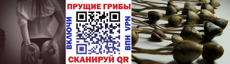 Псилоцибиновые грибы GOLDEN TEACHER Купить где Кропоткин